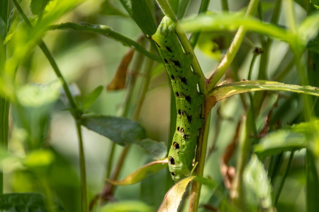 任意整理を行う際に保証人は必要になるのか？