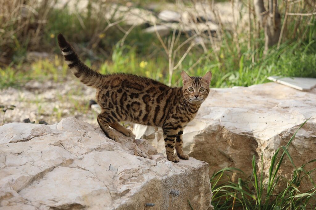 時効の援用に失敗した場合の対処法は？