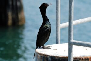 時効援用通知とは何か、どのように利用するのか？